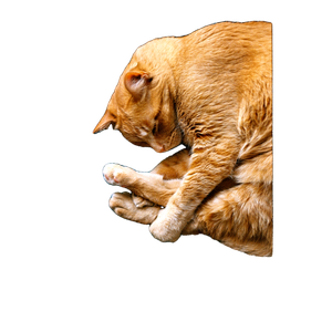 Adorable Ginger Cat Curled Up And Sleeping On A Dark Patterned Carpet. 19103 - Cat PNG image with transparent background